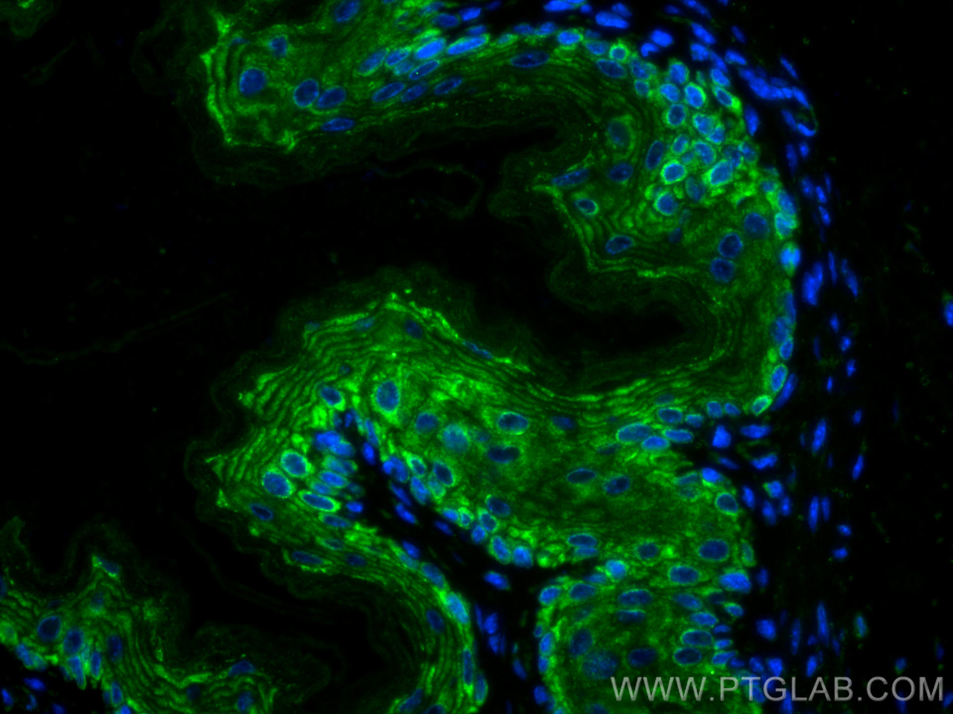 IF Staining of mouse stomach using CL488-60130