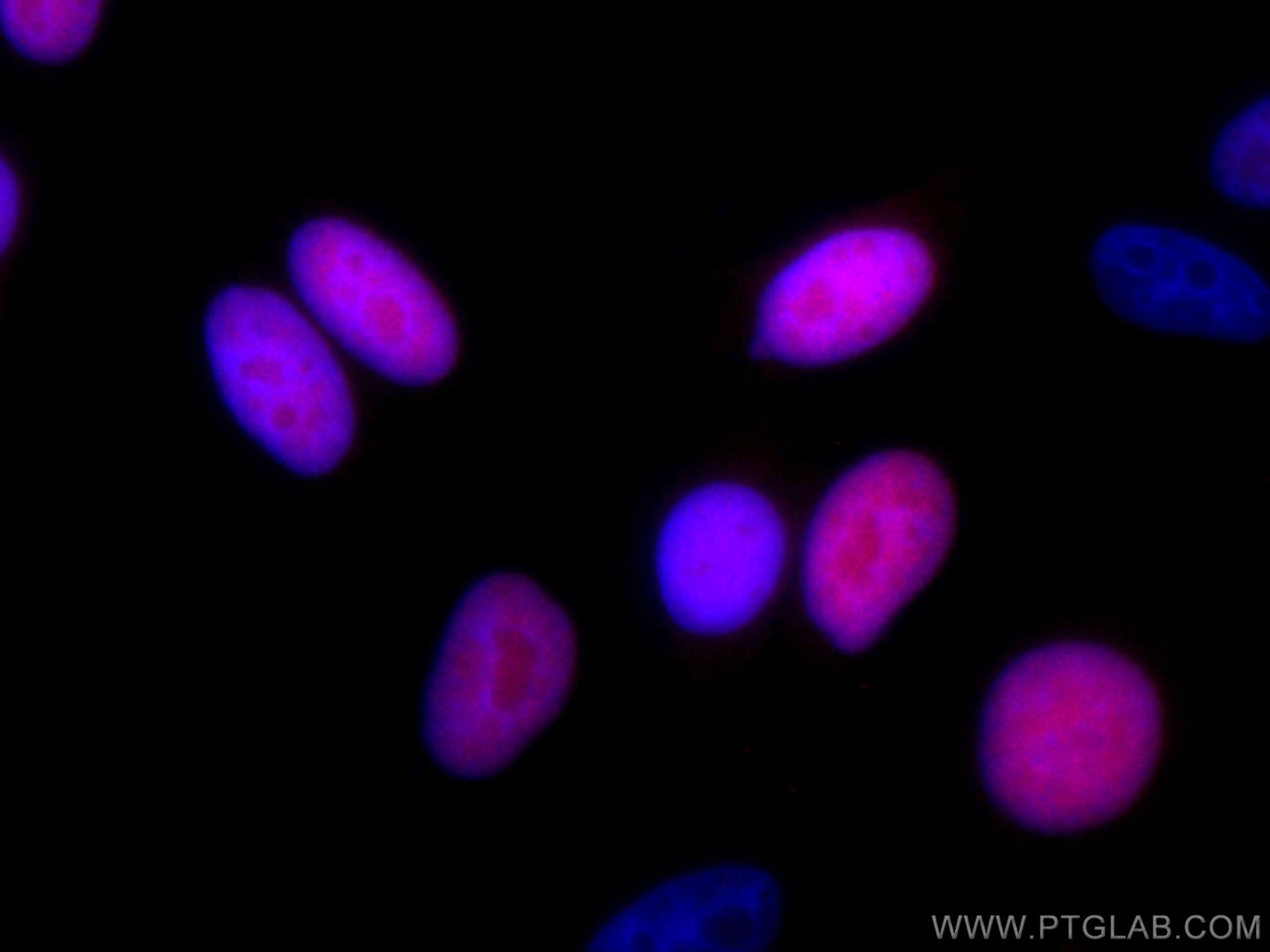 IF Staining of HepG2 using CL594-10802