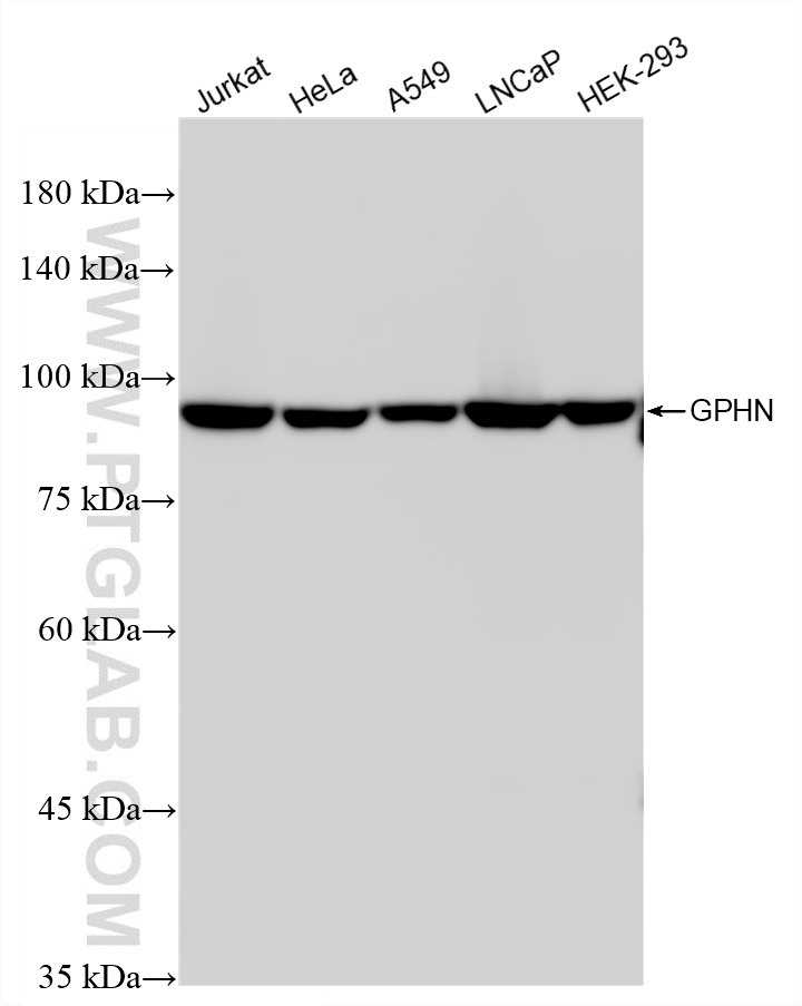 WB analysis using 87903-2-RR (same clone as 87903-2-PBS)