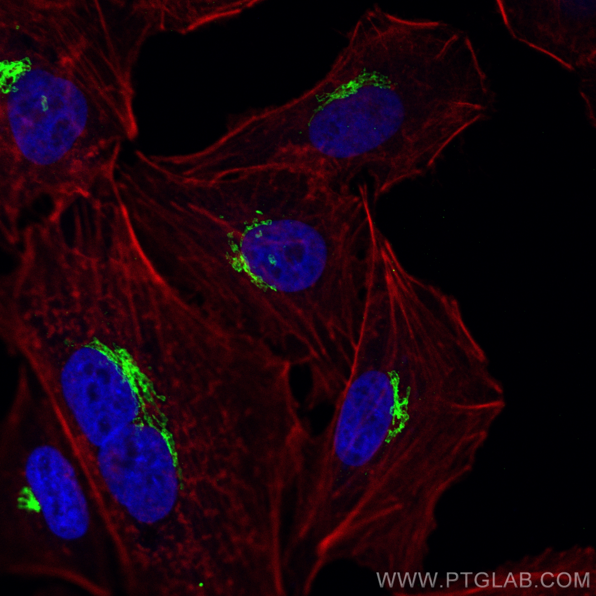 IF Staining of A549 using CL488-22270