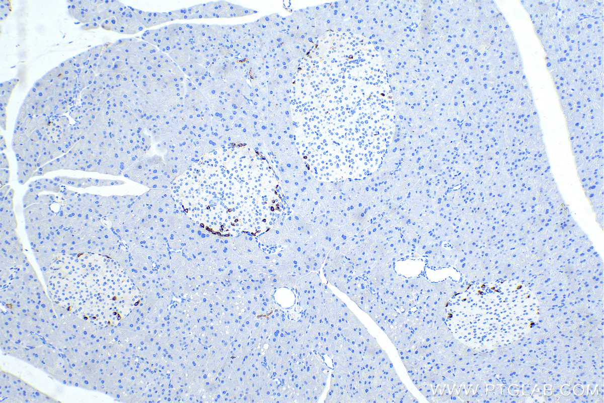 IHC staining of mouse pancreas using 67286-1-Ig