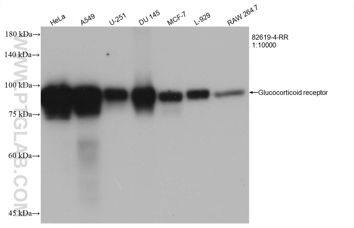WB analysis using 82619-4-RR (same clone as 82619-4-PBS)