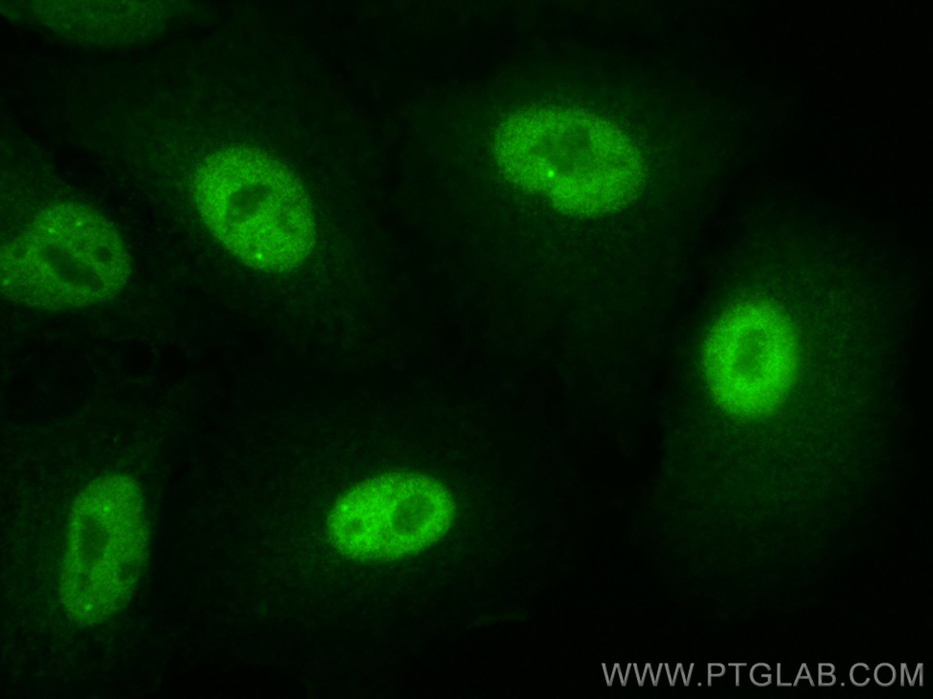 IF Staining of A549 using CL488-24050