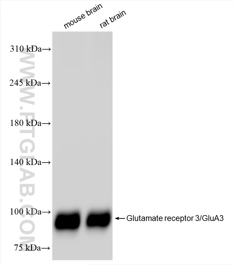 Glutamate receptor 3/GluA3