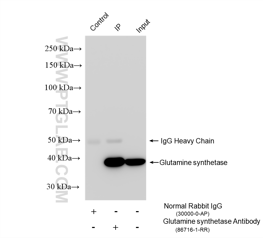 IP experiment of mouse liver using 86716-1-RR