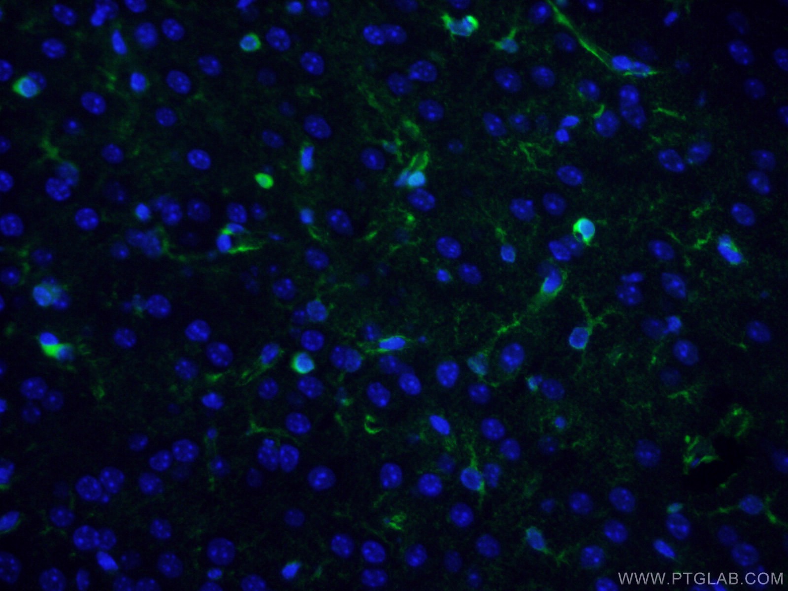 IF Staining of mouse brain using CL488-66323