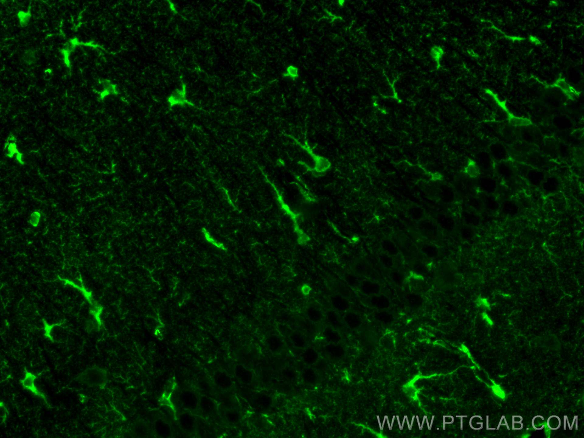 IF Staining of mouse brain using CL488-66323 IF Staining of mouse brain using CL488-66323