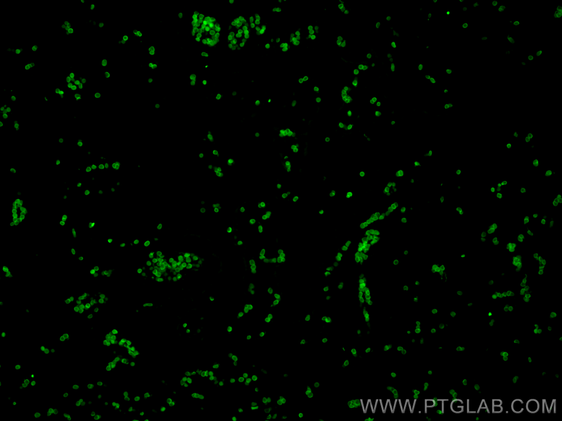 IF Staining of human placenta using CL488-15874