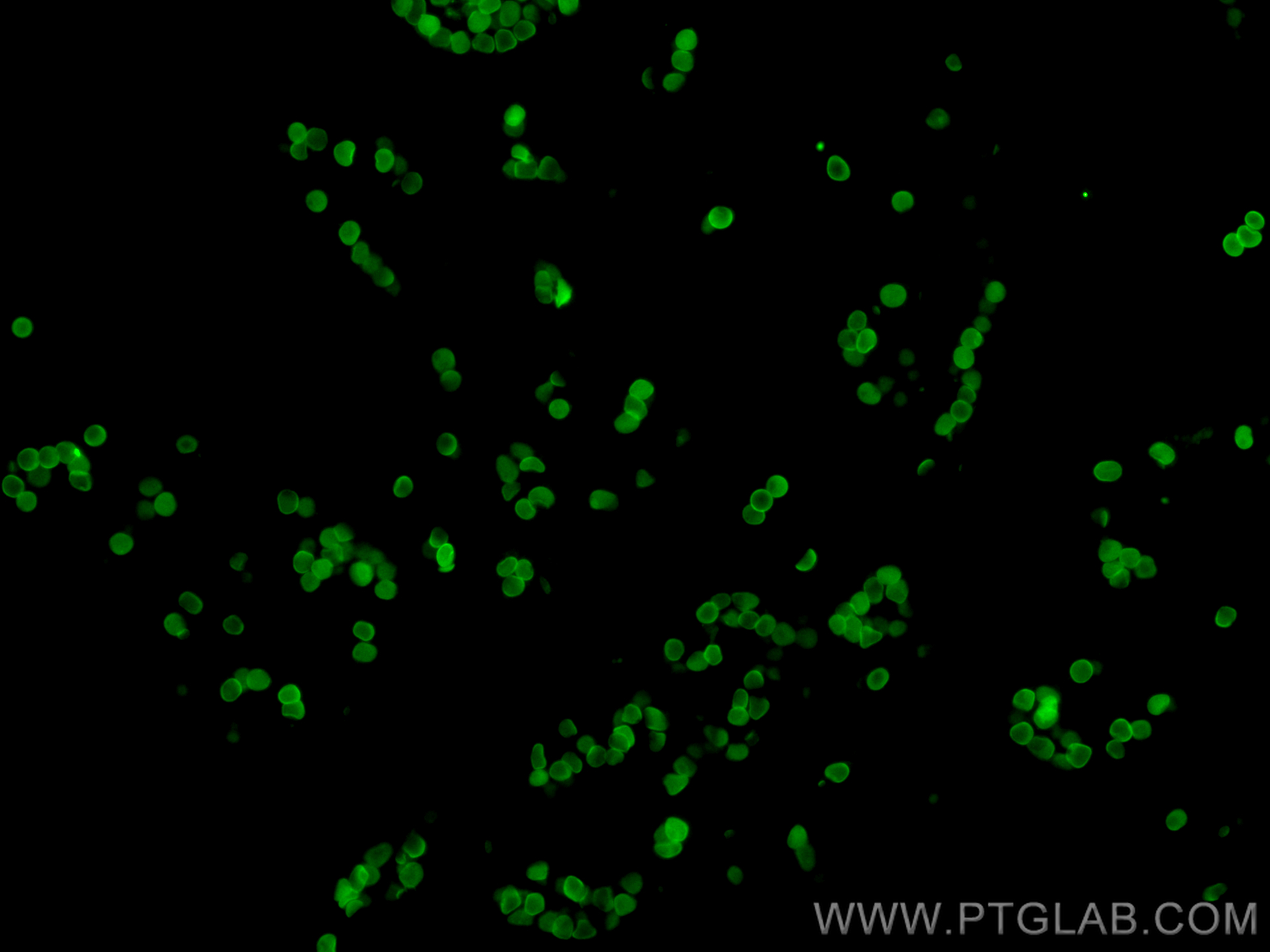 IF Staining of human placenta using CL488-15874