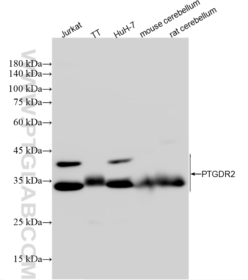WB analysis using 87773-1-RR (same clone as 87773-1-PBS) WB analysis using 87773-1-RR (same clone as 87773-1-PBS)
