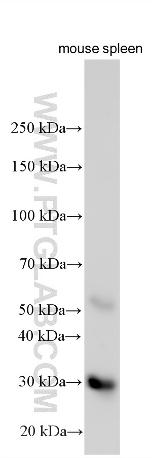 WB analysis using 33796-1-AP