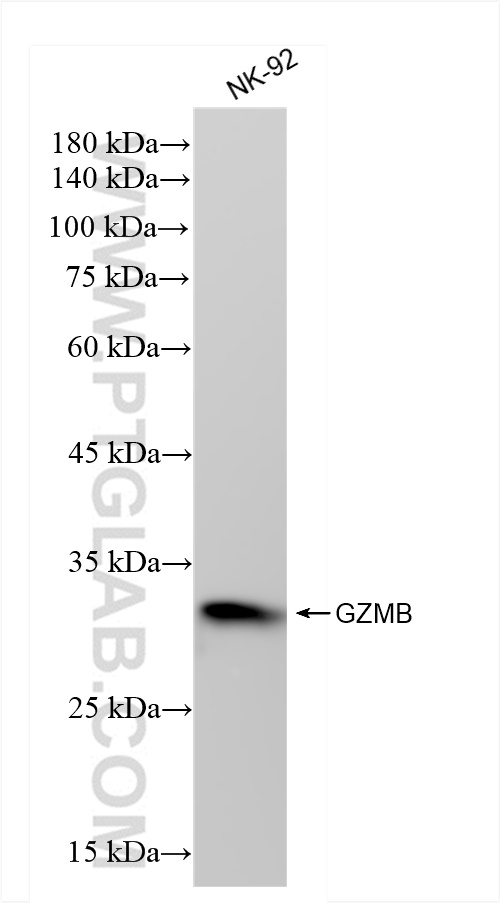 WB analysis of NK-92 using 83763-5-RR (same clone as 83763-5-PBS)