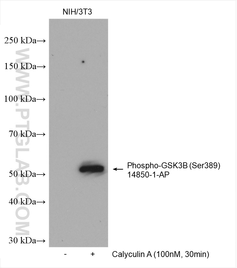 WB analysis using 14850-1-AP