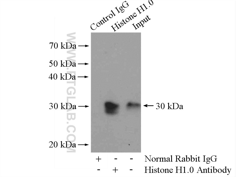 IP experiment of A431 using 17510-1-AP