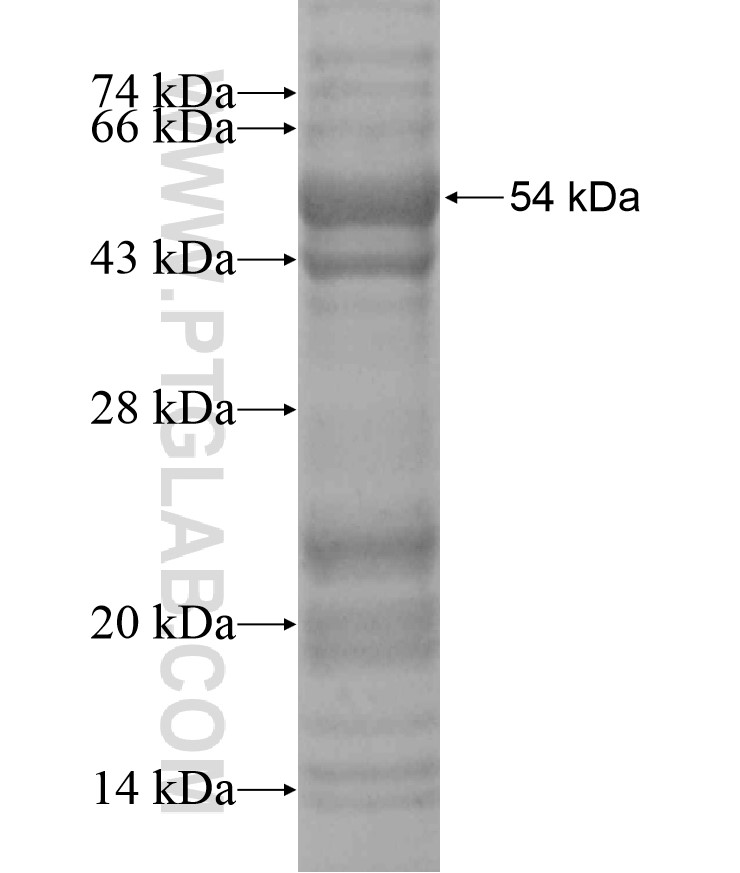 H1FNT fusion protein Ag18140 SDS-PAGE H1FNT fusion protein Ag18140 SDS-PAGE
