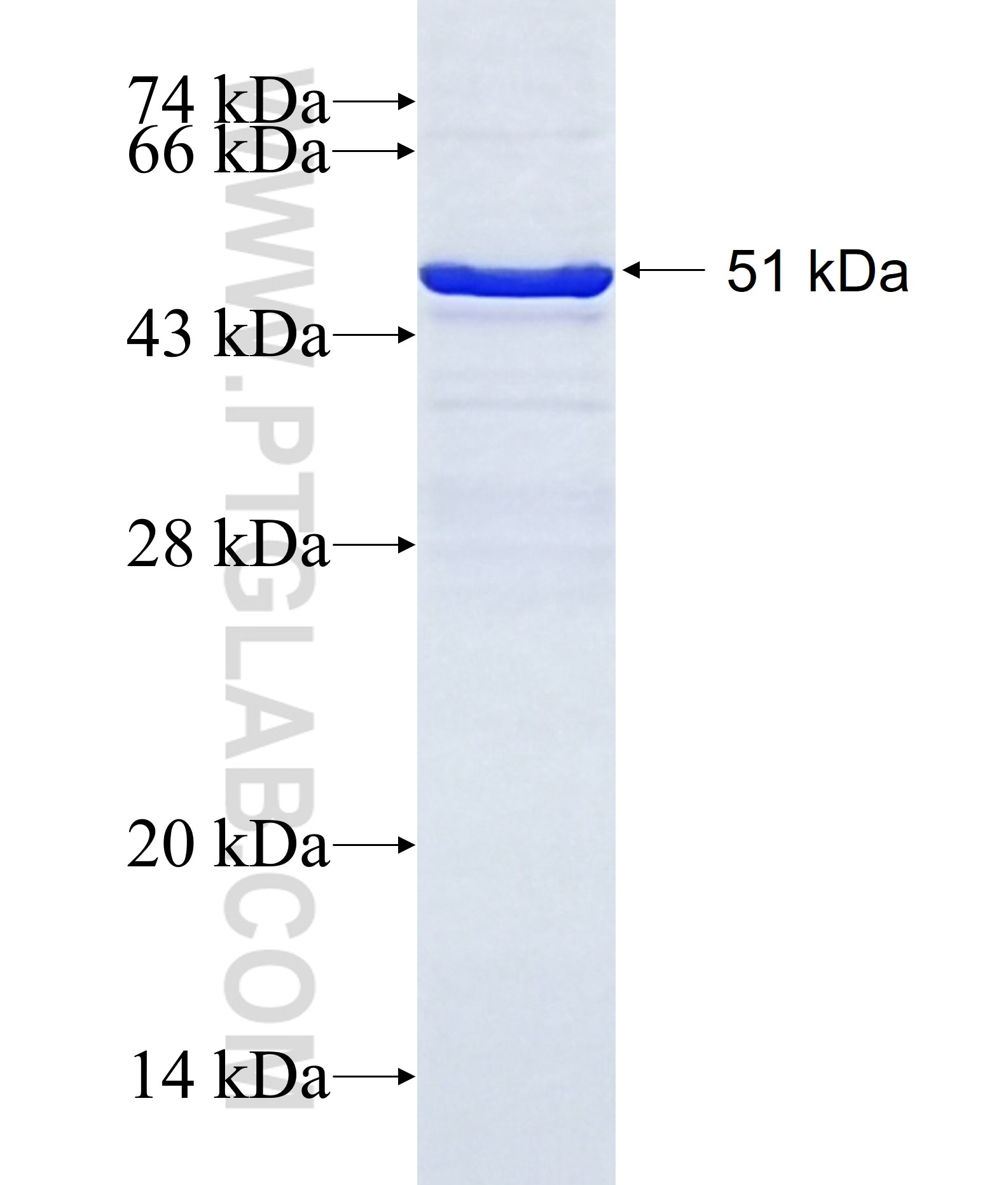 H2-K1 fusion protein Ag28456 SDS-PAGE