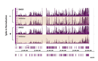 ChIP Normalization reveals changes in H3K27me3 levels following treatment with EZH2 inhibitor.