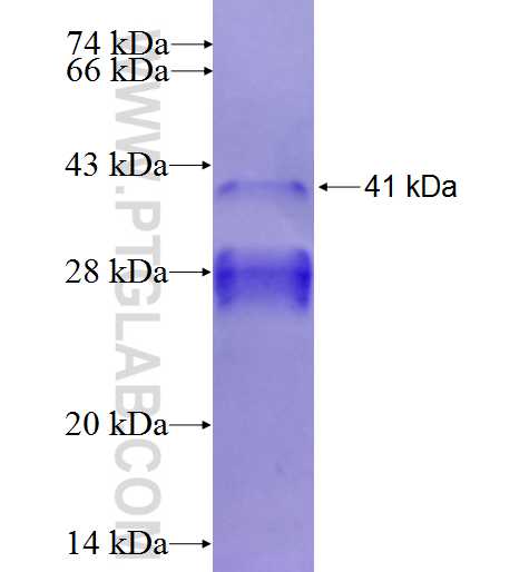 Histone H3.3 fusion protein Ag4696 SDS-PAGE