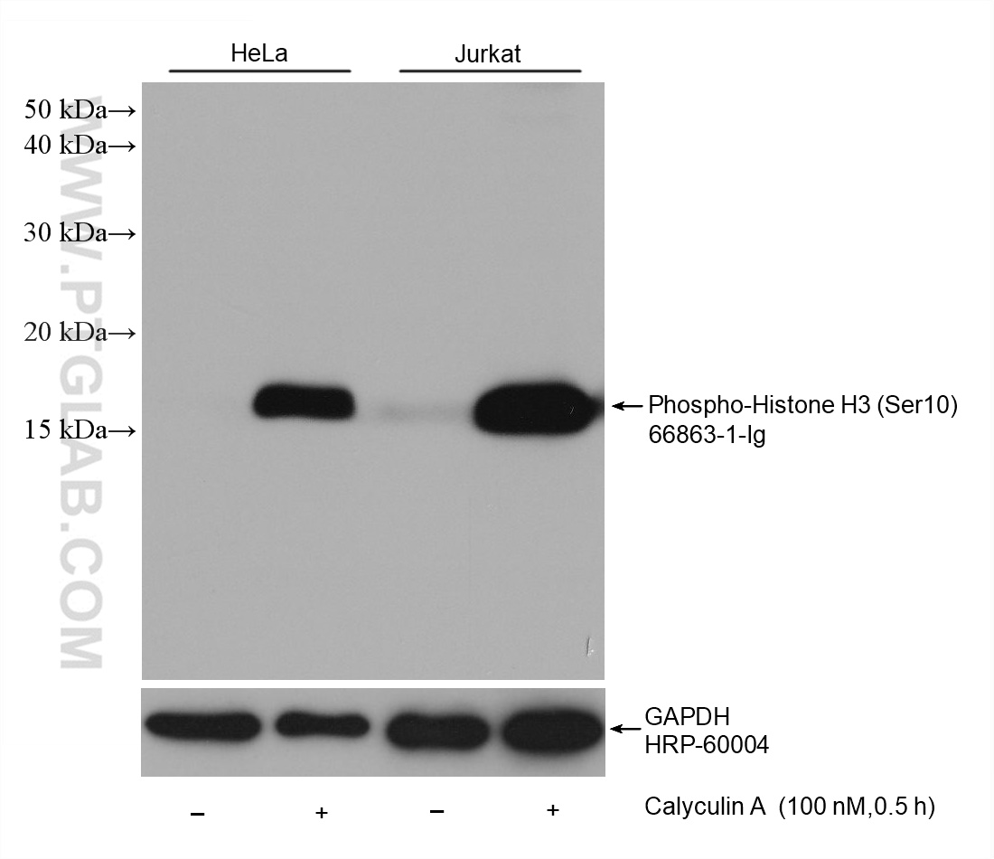 WB analysis using 66863-1-Ig