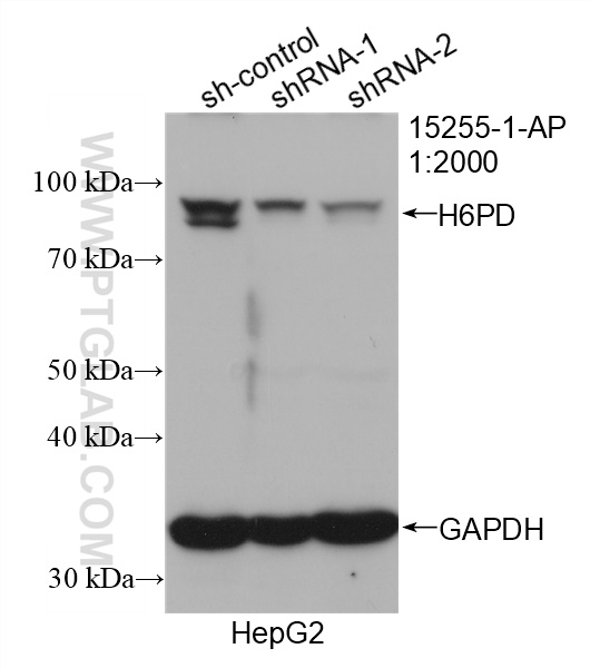 WB analysis of HepG2 using 15255-1-AP