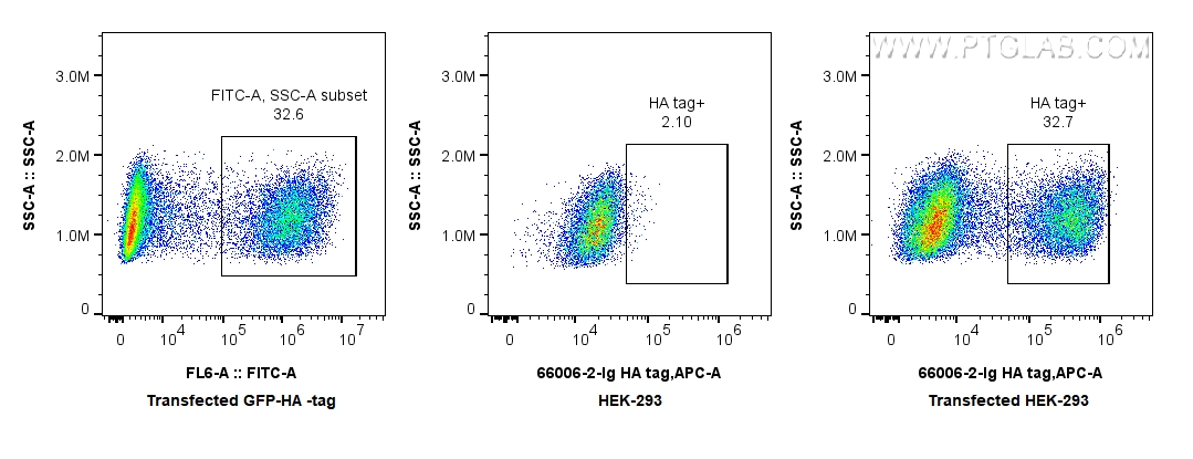 FC experiment of Transfected HEK-293 using 66006-2-Ig