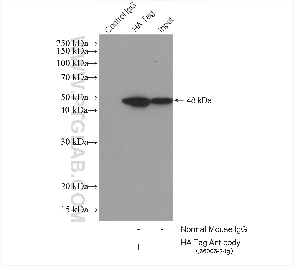 IP experiment of Transfected HEK-293 using 66006-2-Ig