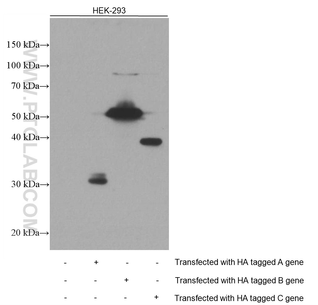 WB analysis of HEK-293 using 66006-2-Ig