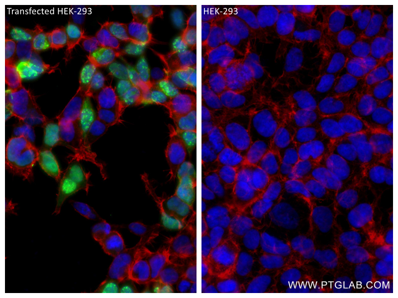 IF Staining of Transfected HEK-293 using 81290-1-RR