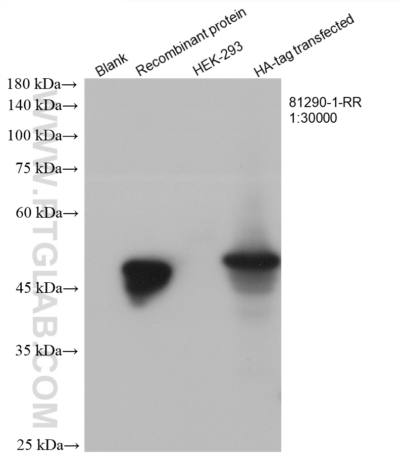 WB analysis using 81290-1-RR (same clone as 81290-1-PBS)