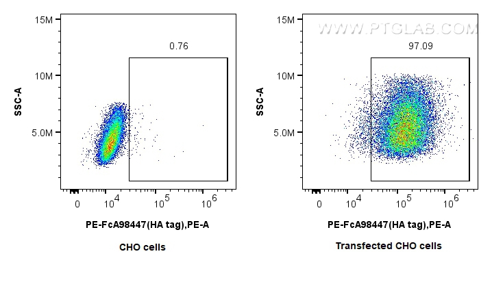 FC experiment of Transfected CHO using PE-FcA98447