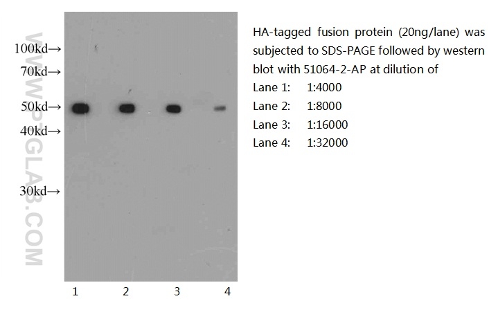 WB analysis of recombinant protein using 51064-2-AP