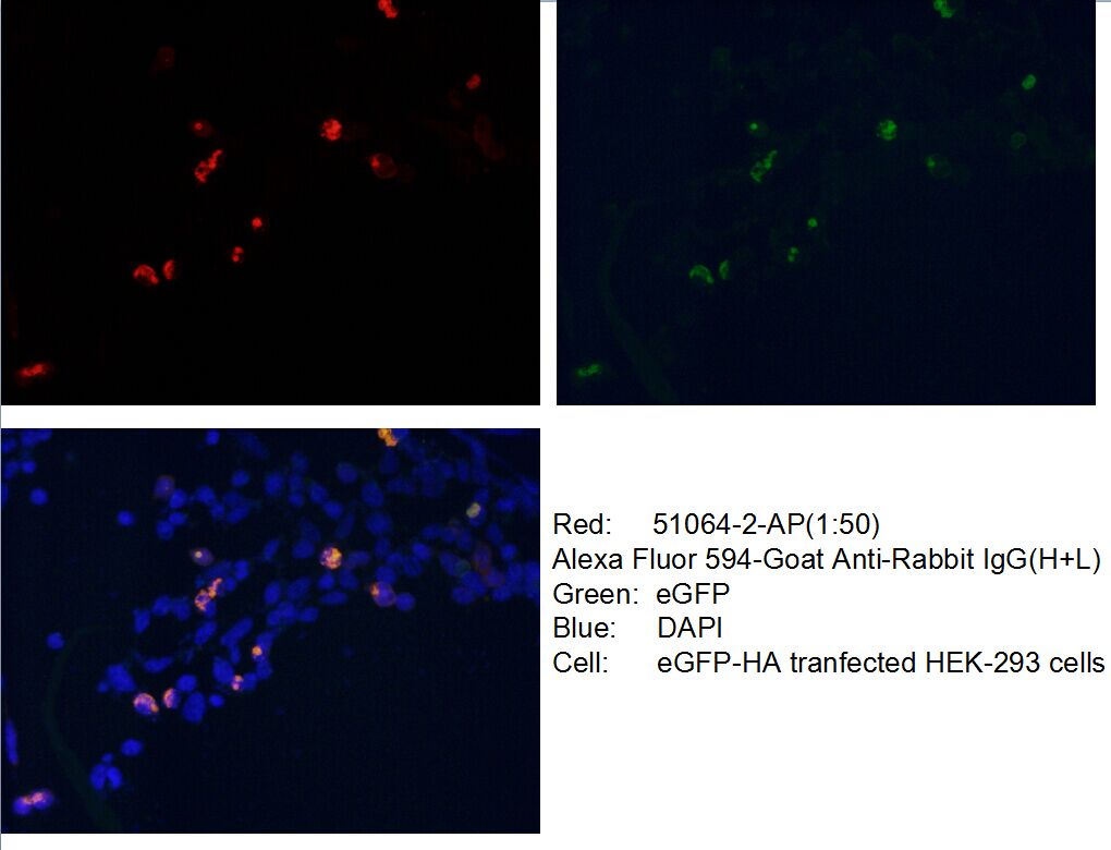 IF Staining of Transfected HEK-293 using 51064-2-AP