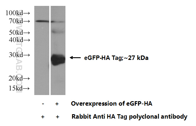 WB analysis of Transfected HEK-293 using 51064-2-AP