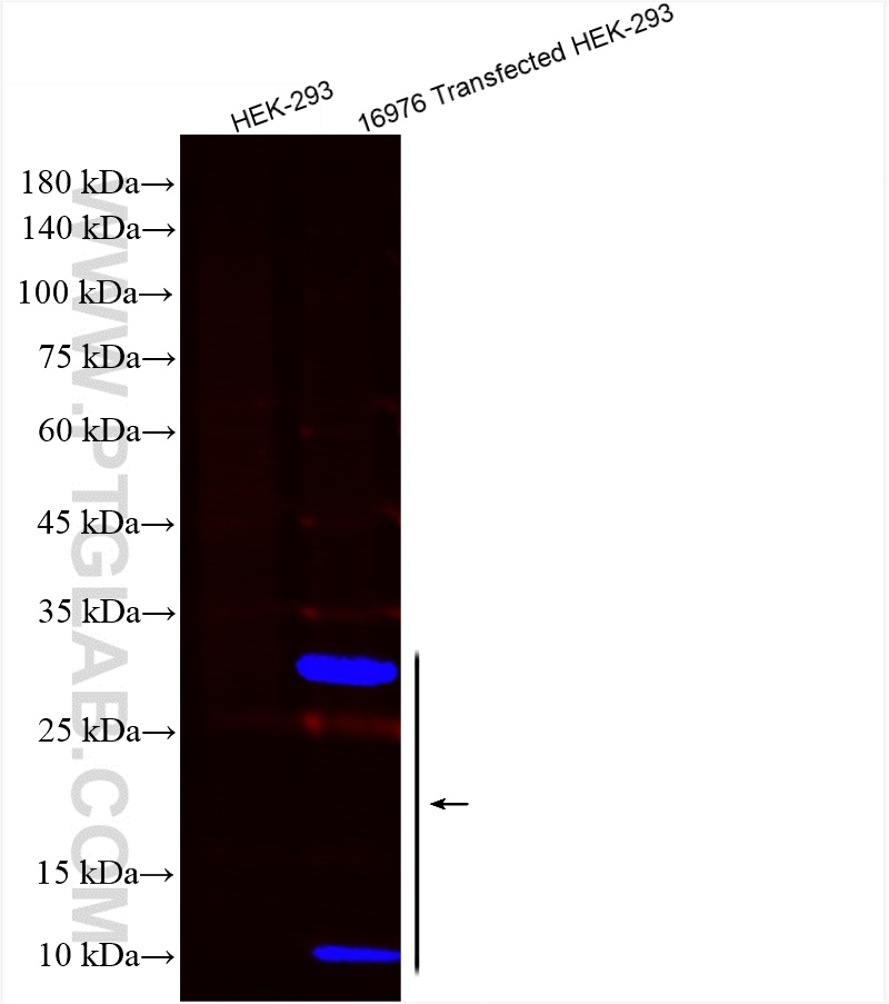 WB analysis of Transfected HEK-293 using CL750-51064-2
