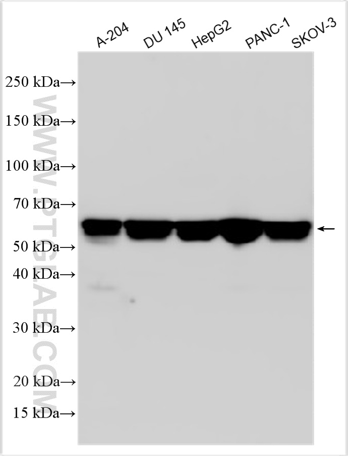 WB analysis using 33317-1-AP