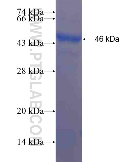 HACE1 fusion protein Ag21130 SDS-PAGE