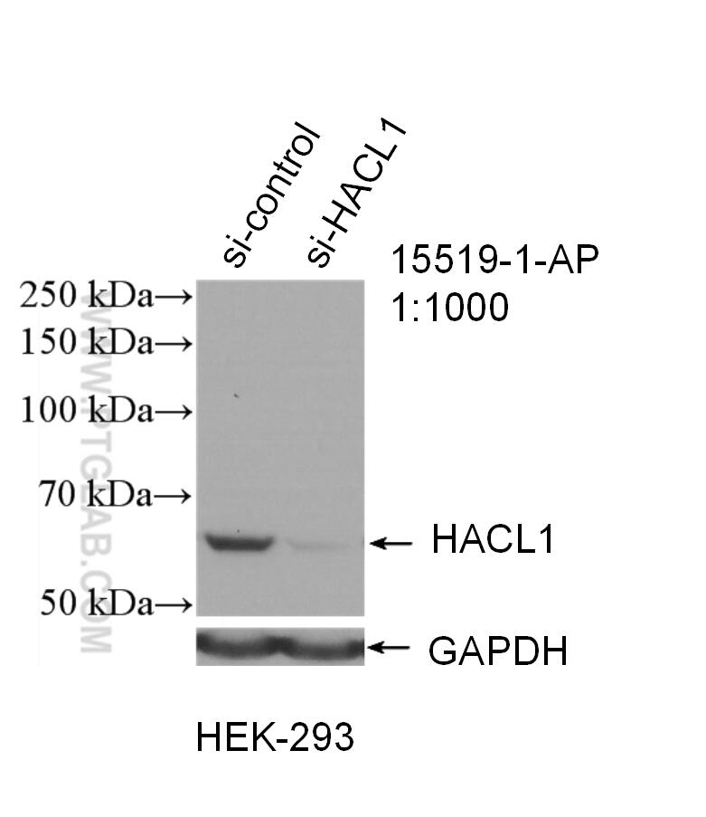 WB analysis of HEK-293 using 15519-1-AP