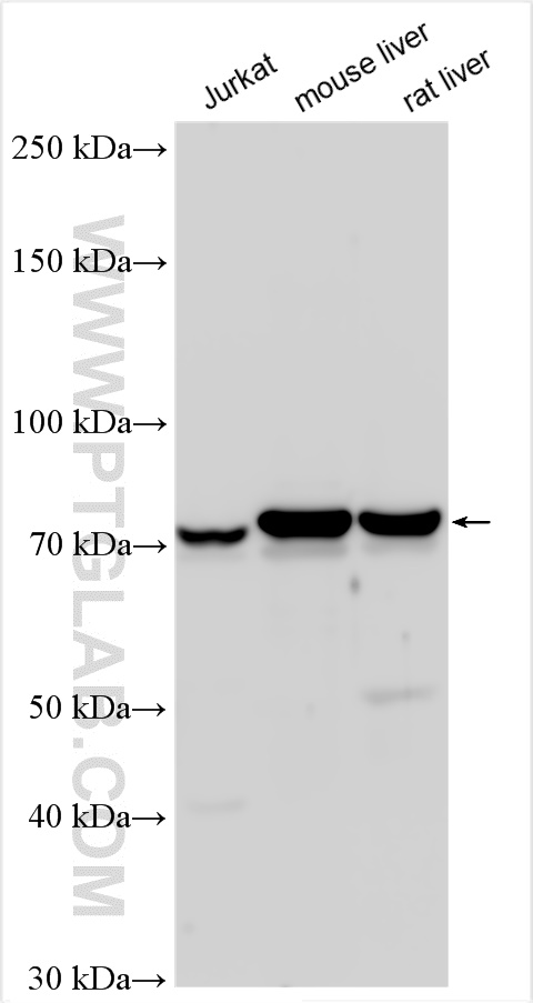 WB analysis using 10758-1-AP