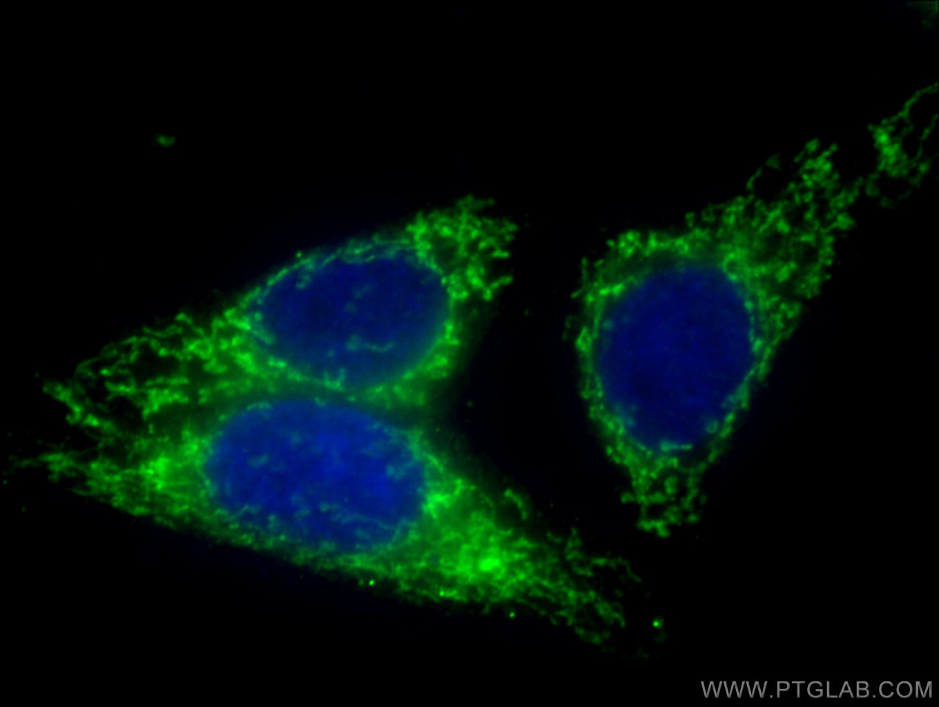 IF Staining of HepG2 using 60250-1-Ig