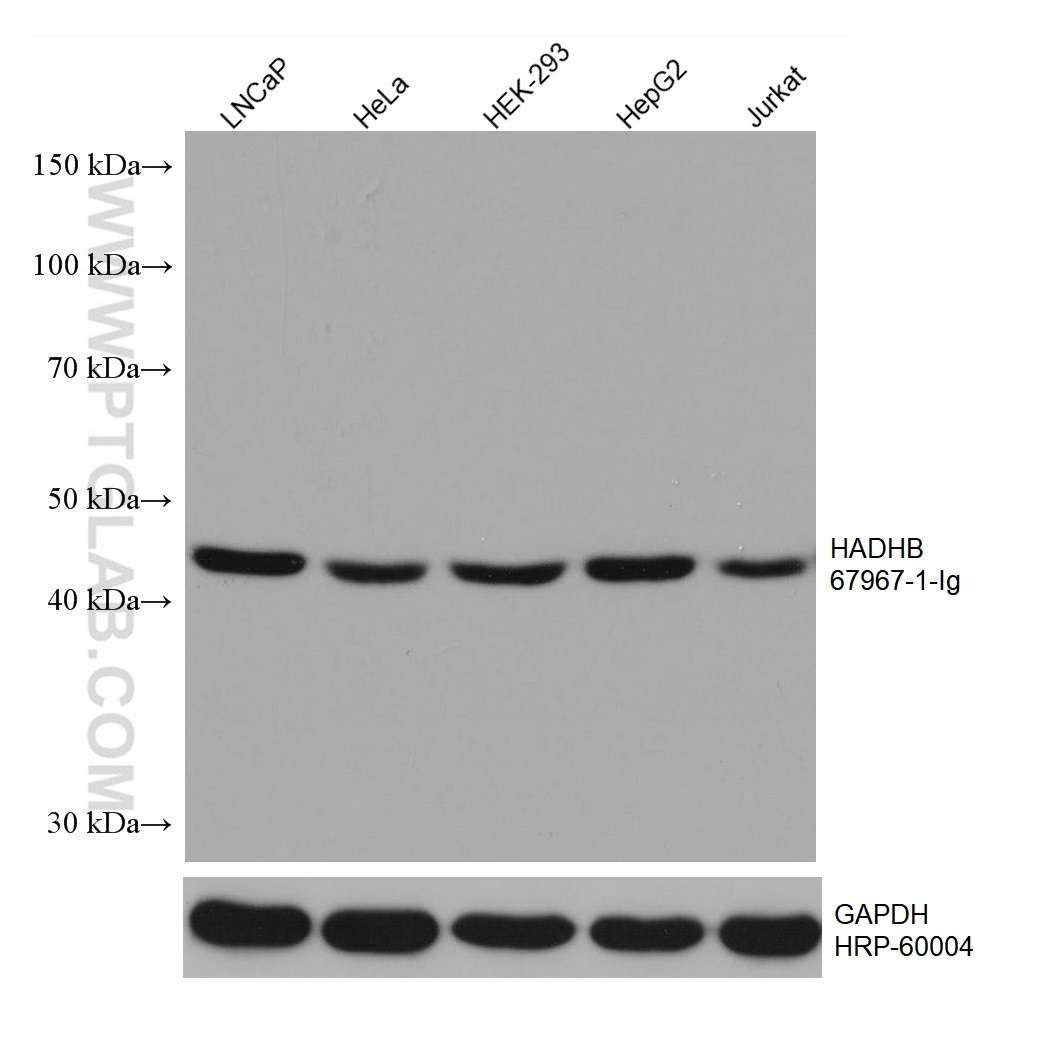 WB analysis using 67967-1-Ig