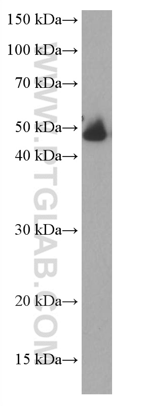 WB analysis of human placenta using 67031-1-Ig