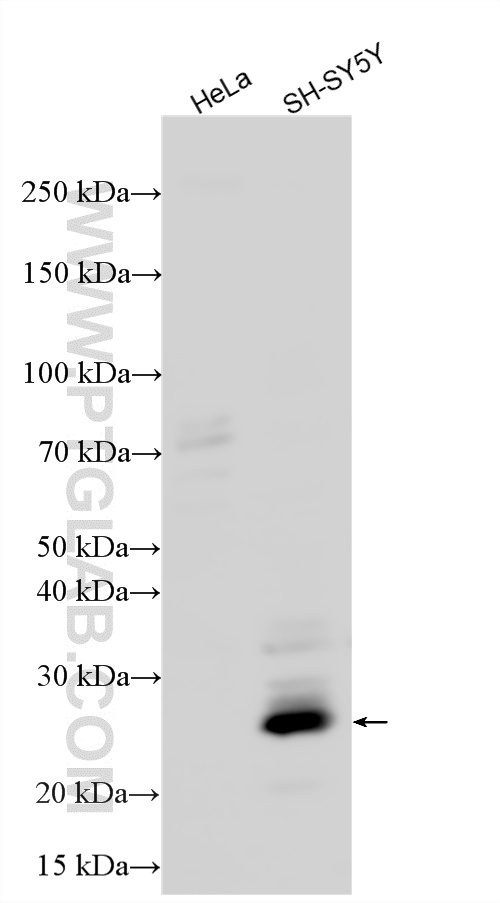 SH-SY5Y (positive) and HeLa (negative) cells were subjected to SDS PAGE followed by western blot with 10882-1-AP (HAND1 antibody) at dilution of 1:1000 incubated at room temperature for 1.5 hours. WB analysis using 10882-1-AP