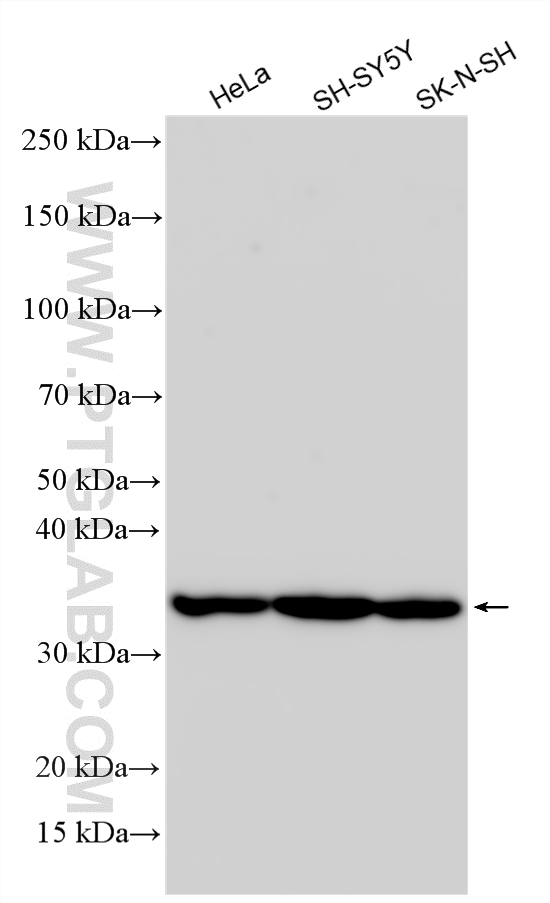 WB analysis using 21513-1-AP