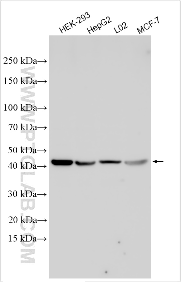 WB analysis using 16563-1-AP