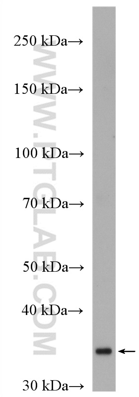 WB analysis of pig brain using 27818-1-AP