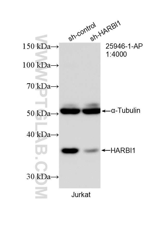 WB result of HARBI1 antibody (25946-1-AP; 1:4000; incubated at room temperature for 1.5 hours) with sh-Control and sh-HARBI1 transfected Jurkat cells. WB analysis of Jurkat using 25946-1-AP