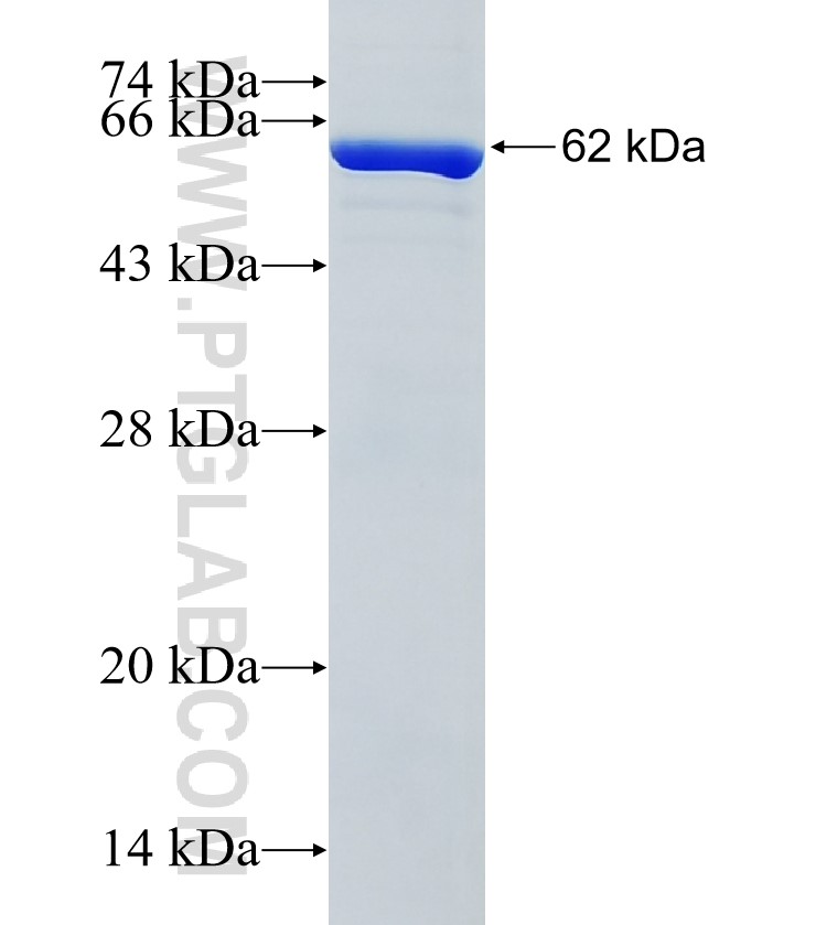 HARBI1 fusion protein Ag34137 SDS-PAGE