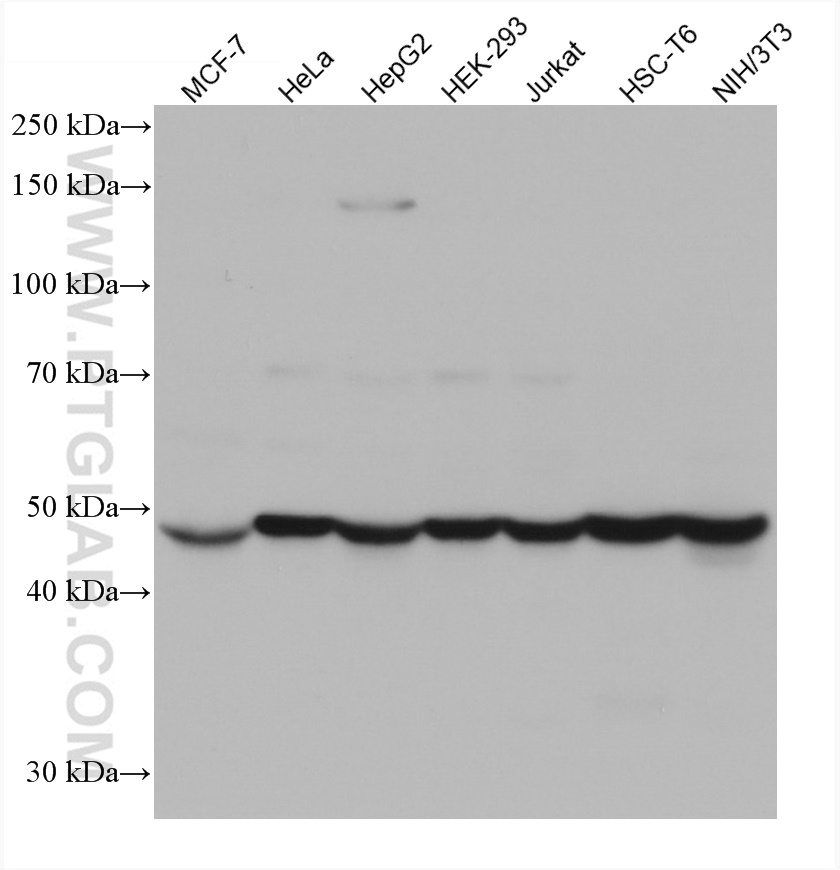 WB analysis using 67662-1-Ig