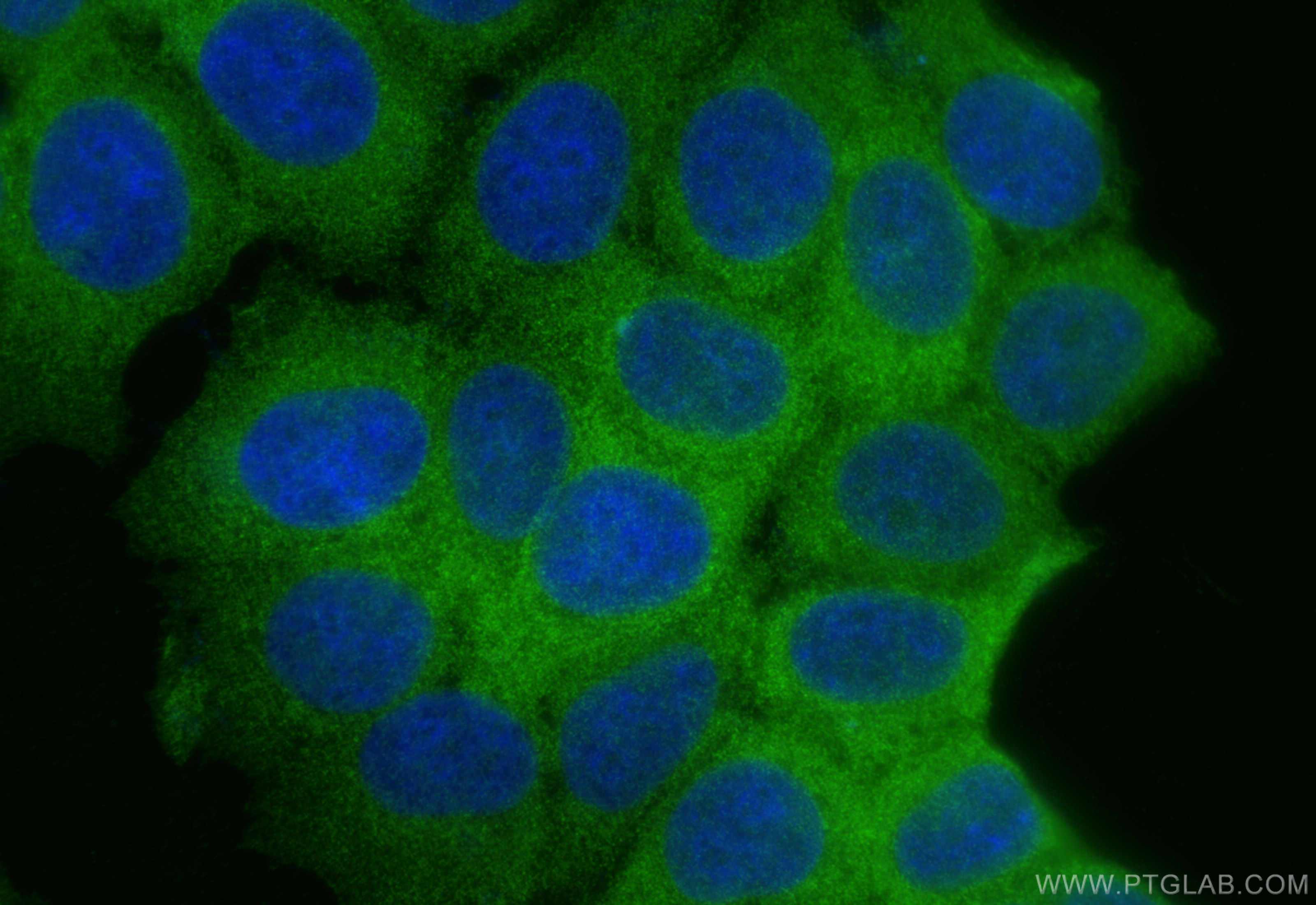 IF Staining of MCF-7 using 83497-1-RR (same clone as 83497-1-PBS)