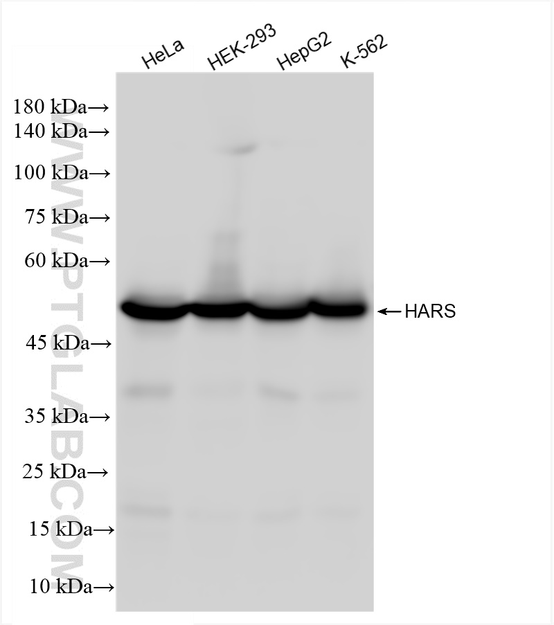 WB analysis using 83497-1-RR (same clone as 83497-1-PBS)